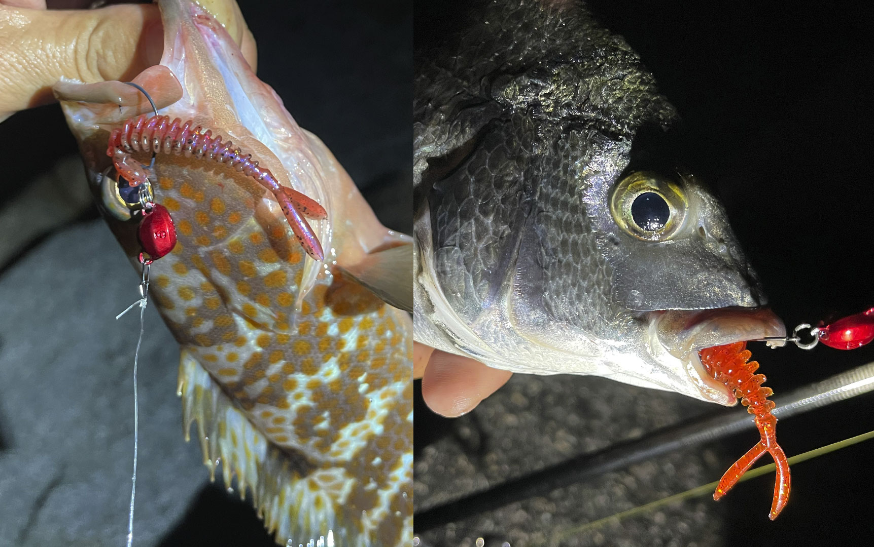 SWエディションで復刻！『海太郎 ハンハントレーラー』 | ISSEI TIMES