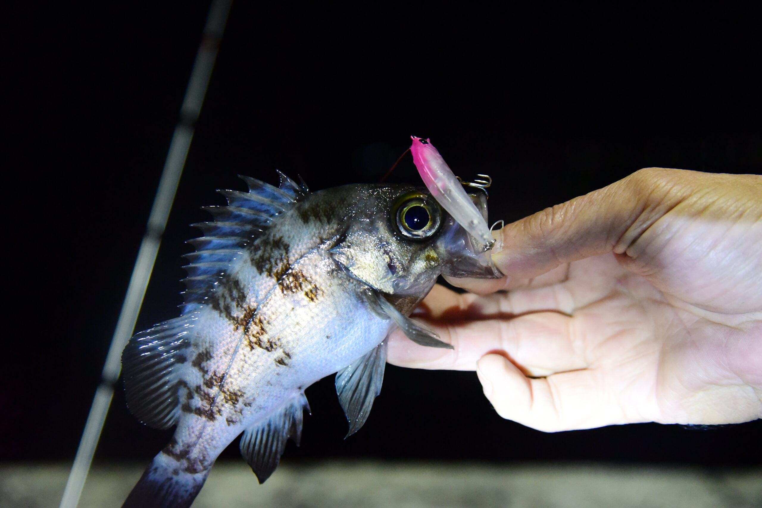 この釣り方、楽しすぎ！ シリーズ連載 【ISSEI海太郎的 メバル
