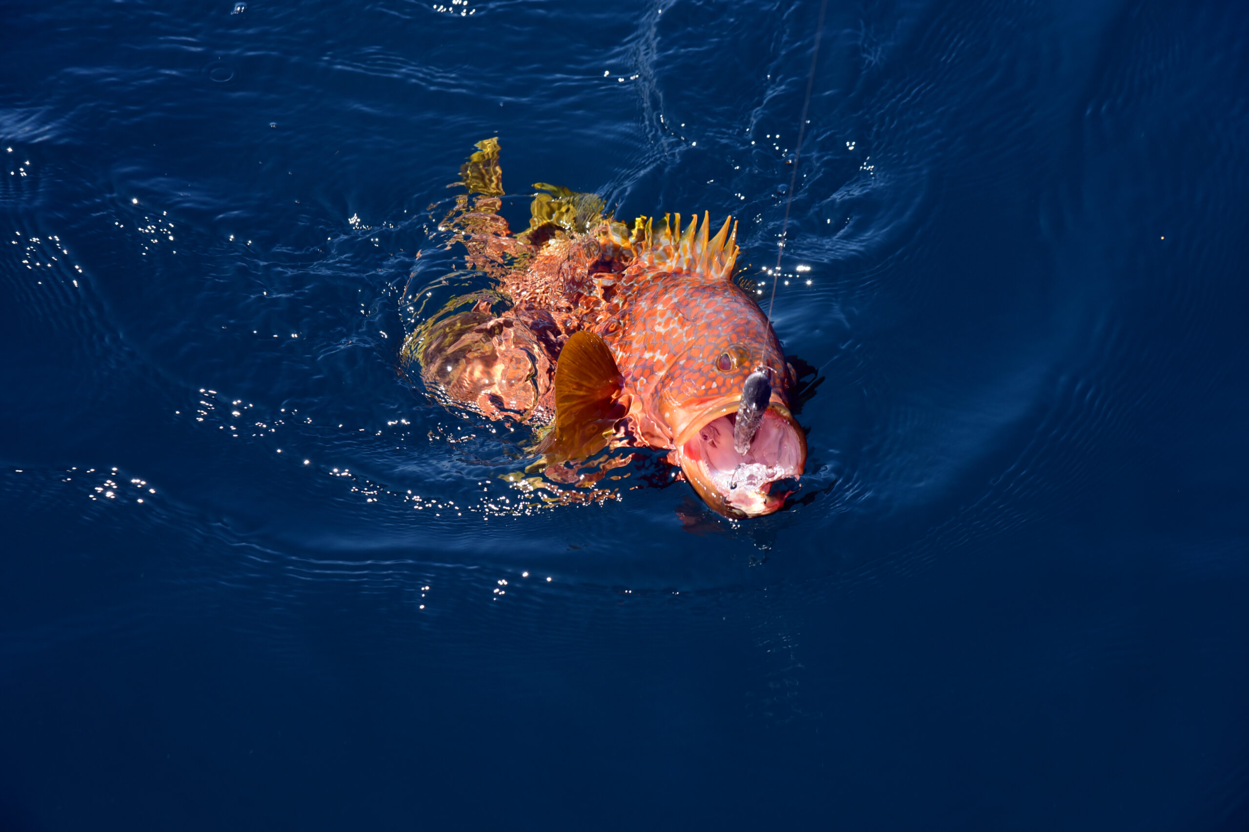 シーバス・タチウオ・青物・ハタ系攻略はおまかせ 新色追加で登場【海