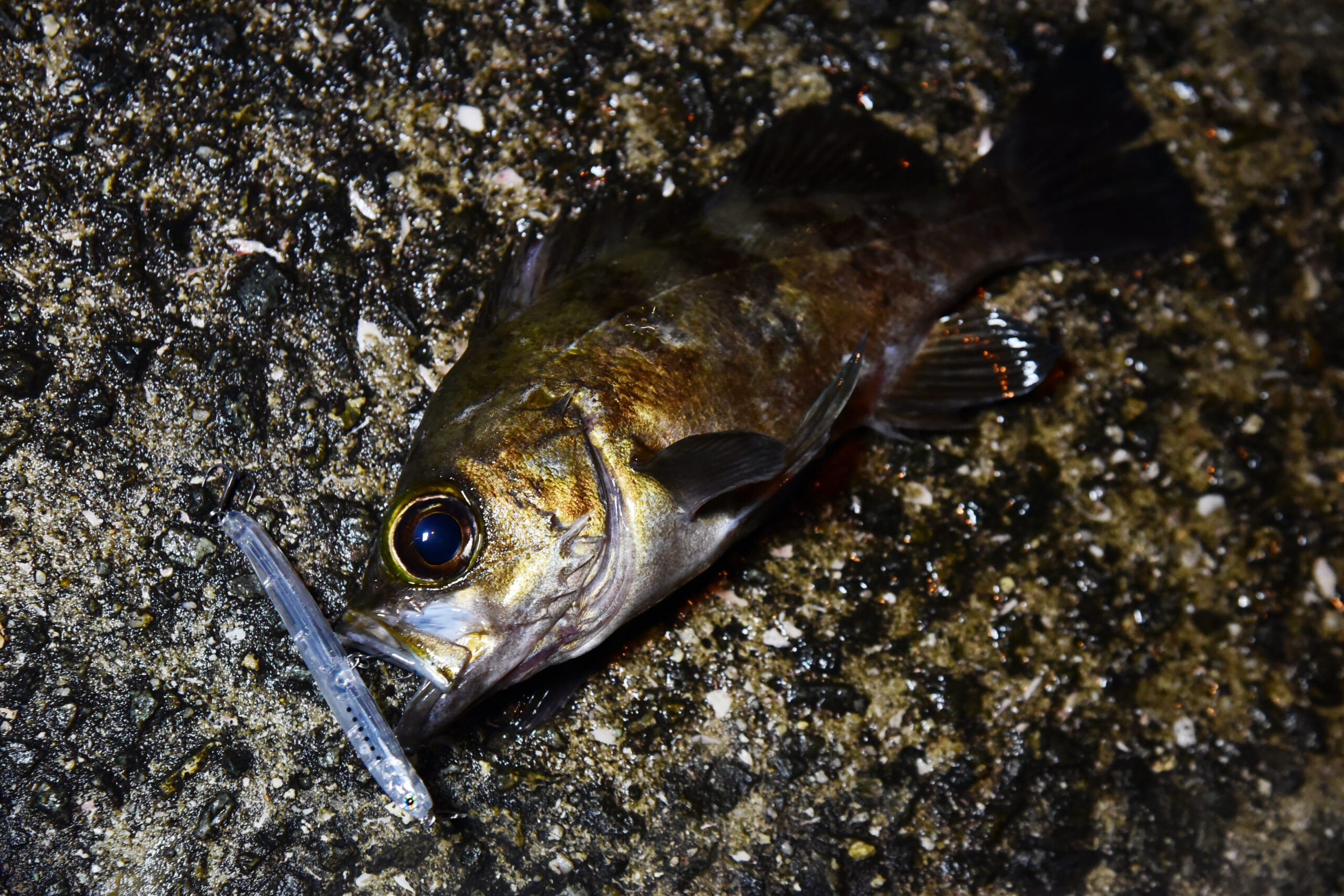 この釣り方、楽しすぎ！シリーズ連載 ISSEI海太郎的【メバル