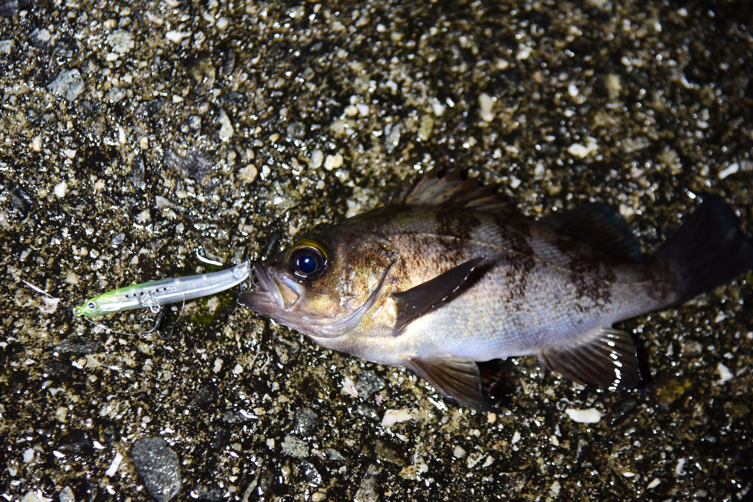 この釣り方、楽しすぎ！シリーズ連載 ISSEI海太郎的【メバル